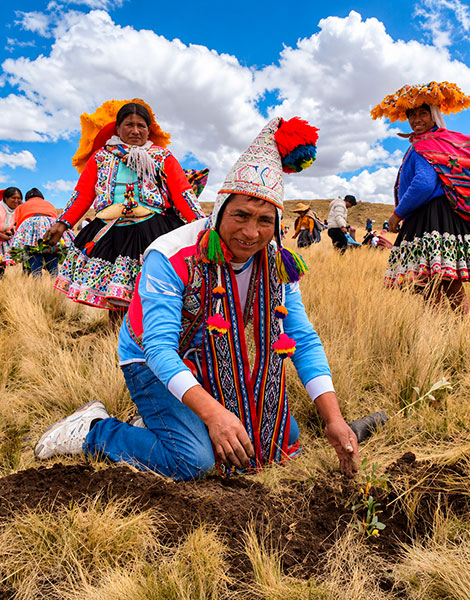 Proyectos de Reforestacion